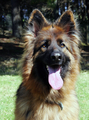 German-Shepherd-longhair