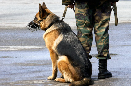German-Shepherd-Working
