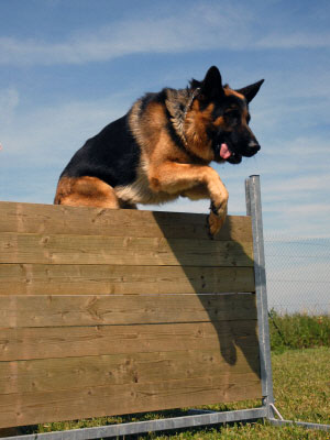 German-Shepherd-Sport