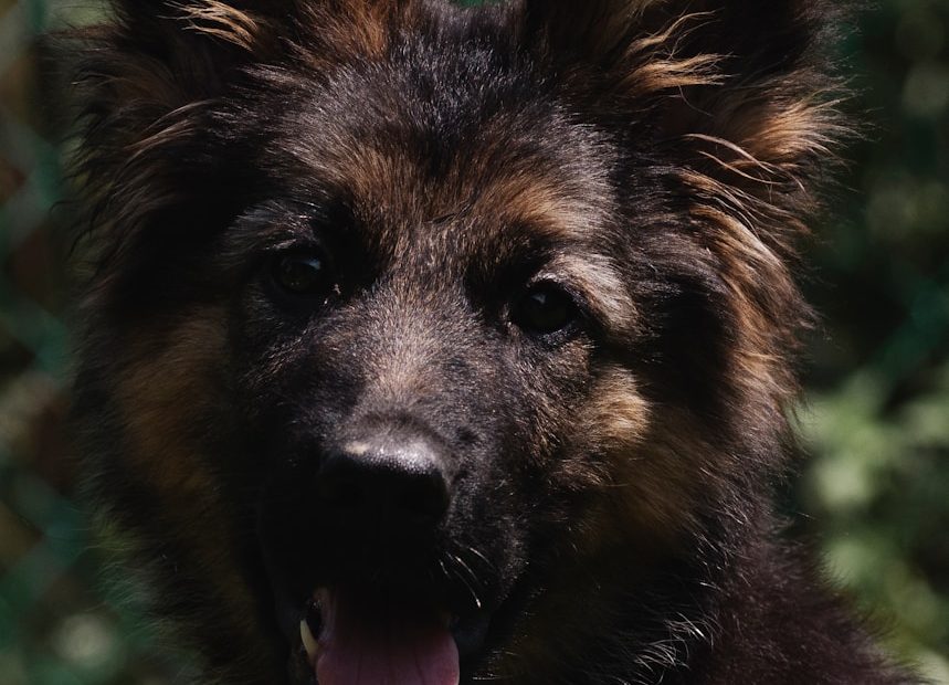 black and tan german shepherd