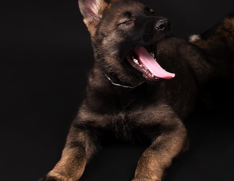 A black and brown dog laying down with its tongue out