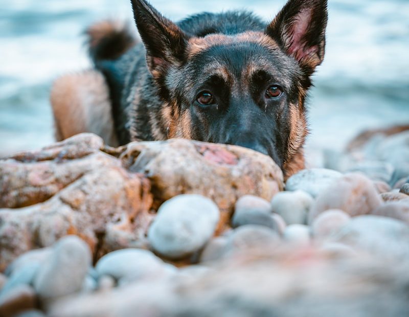 a dog is laying on the rocks by the water