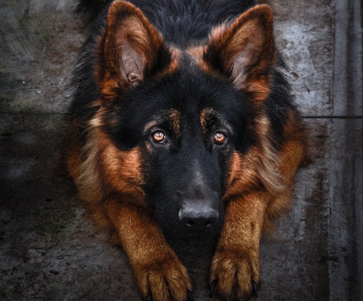 black and tan german shepherd lying on floor