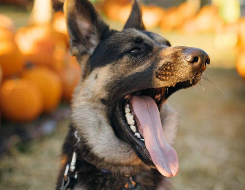 a couple dogs with their mouths open