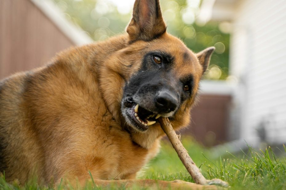 brown and black german shepherd on green grass during daytime