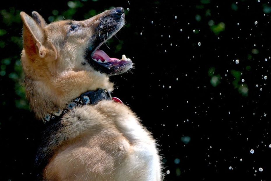 A dog jumping in the air to catch a frisbee