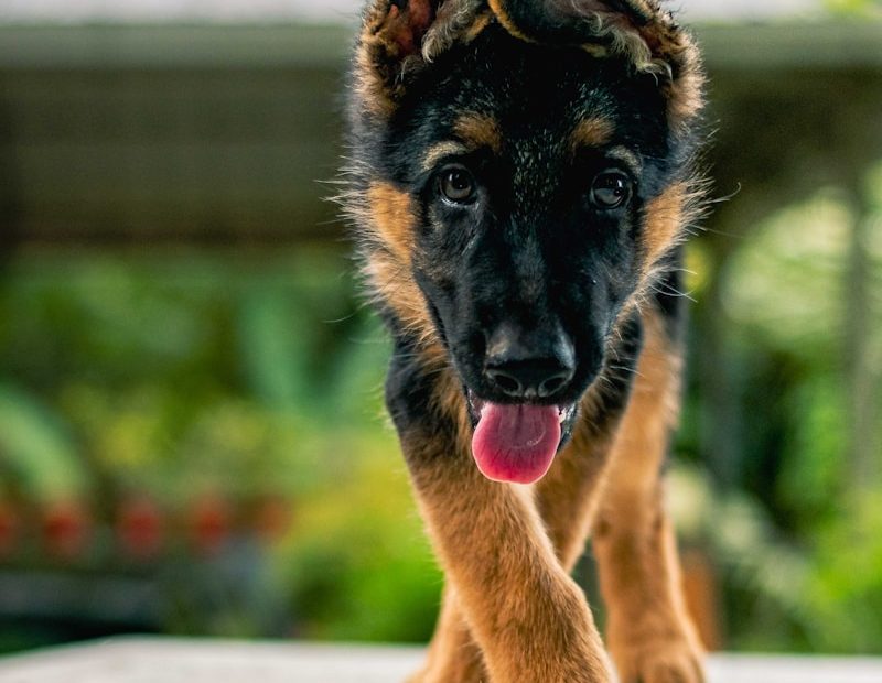 black and tan german shepherd puppy