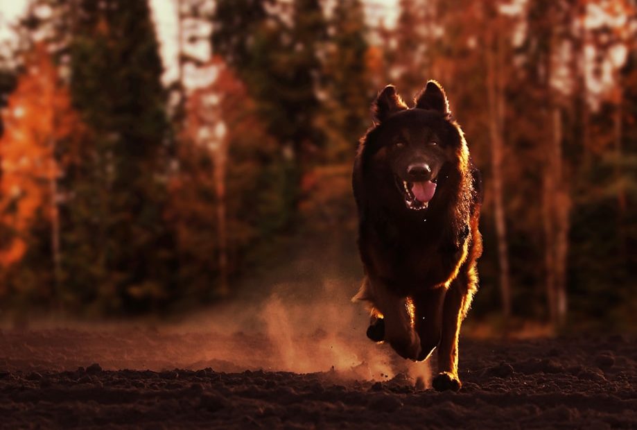a dog running in a forest