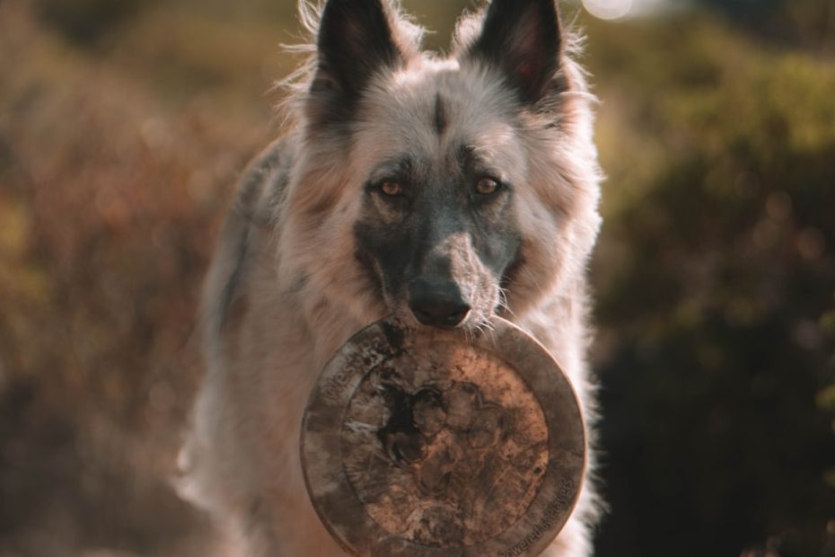 white and brown long coated dog biting brown round food